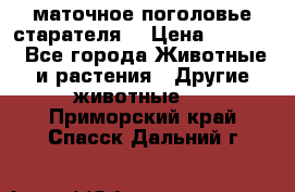 маточное поголовье старателя  › Цена ­ 2 300 - Все города Животные и растения » Другие животные   . Приморский край,Спасск-Дальний г.